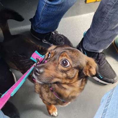 TierschutzhundeStammtisch🐕-Beitrag-Bild