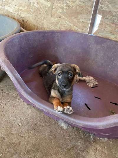 TierschutzhundeStammtisch🐕-Beitrag-Bild