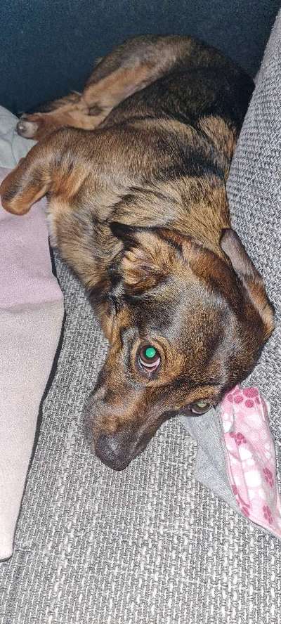 TierschutzhundeStammtisch🐕-Beitrag-Bild