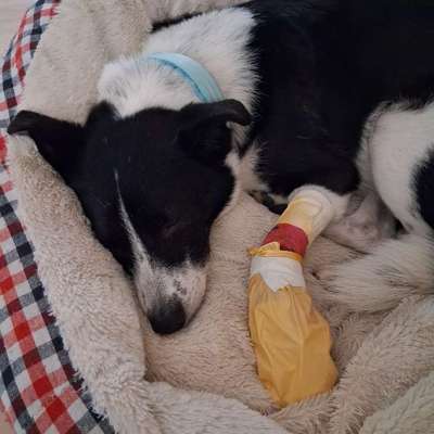TierschutzhundeStammtisch🐕-Beitrag-Bild