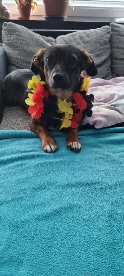 TierschutzhundeStammtisch🐕-Beitrag-Bild