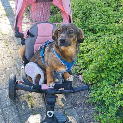 TierschutzhundeStammtisch🐕-Beitrag-Bild