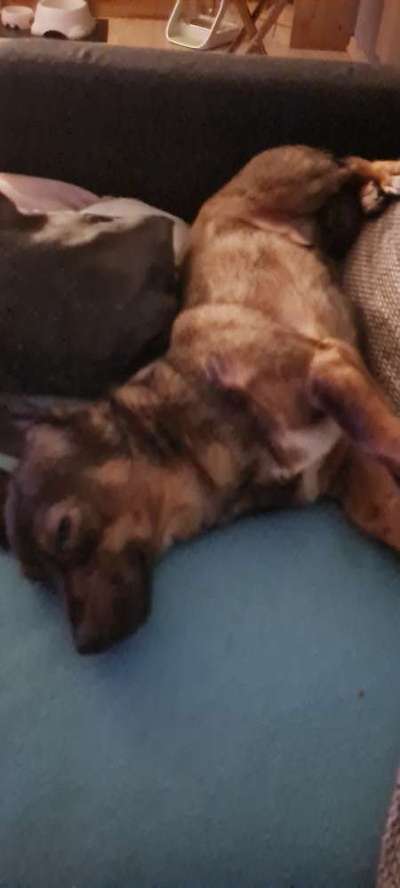 TierschutzhundeStammtisch🐕-Beitrag-Bild