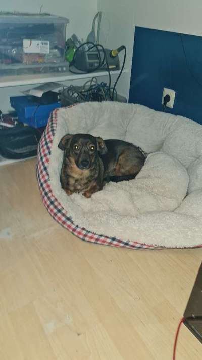 TierschutzhundeStammtisch🐕-Beitrag-Bild