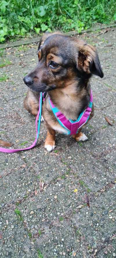 TierschutzhundeStammtisch🐕-Beitrag-Bild