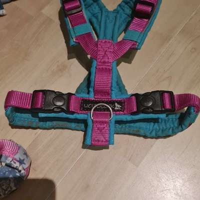 TierschutzhundeStammtisch🐕-Beitrag-Bild