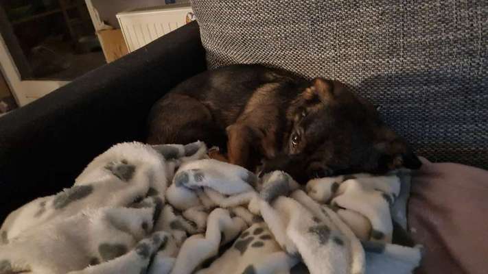 TierschutzhundeStammtisch🐕-Beitrag-Bild