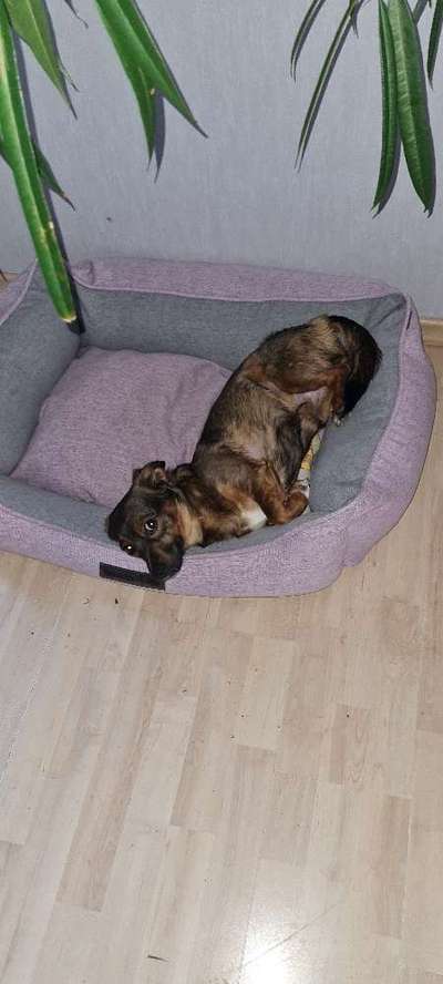 TierschutzhundeStammtisch🐕-Beitrag-Bild