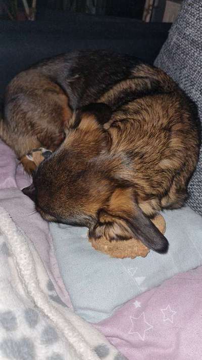 TierschutzhundeStammtisch🐕-Beitrag-Bild