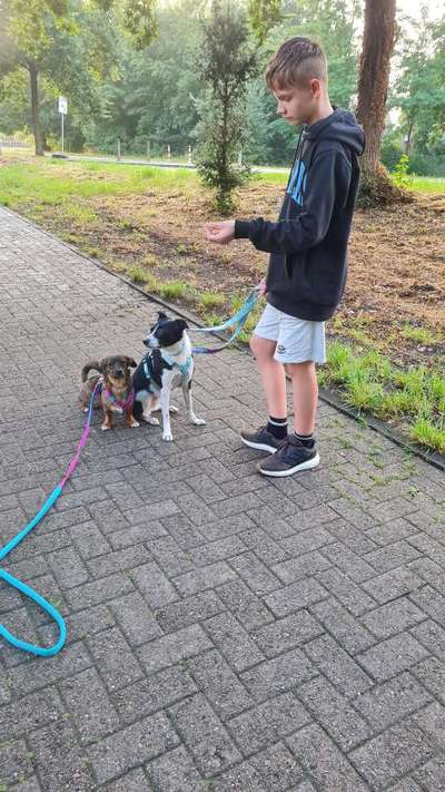 TierschutzhundeStammtisch🐕-Beitrag-Bild