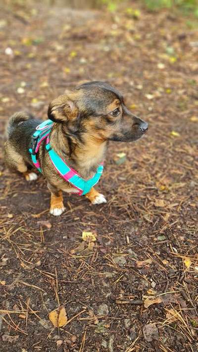 TierschutzhundeStammtisch🐕-Beitrag-Bild