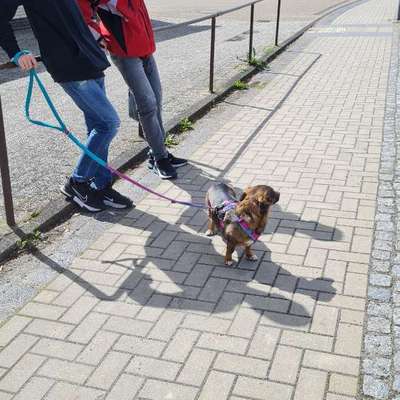 TierschutzhundeStammtisch🐕-Beitrag-Bild