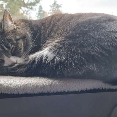 TierschutzhundeStammtisch🐕-Beitrag-Bild