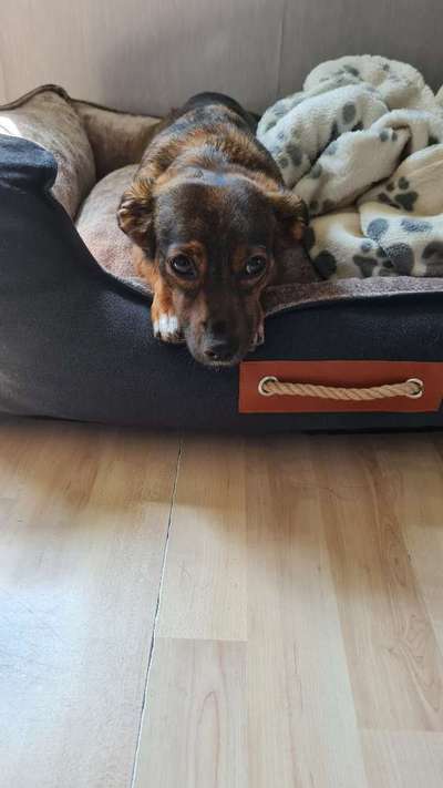 TierschutzhundeStammtisch🐕-Beitrag-Bild