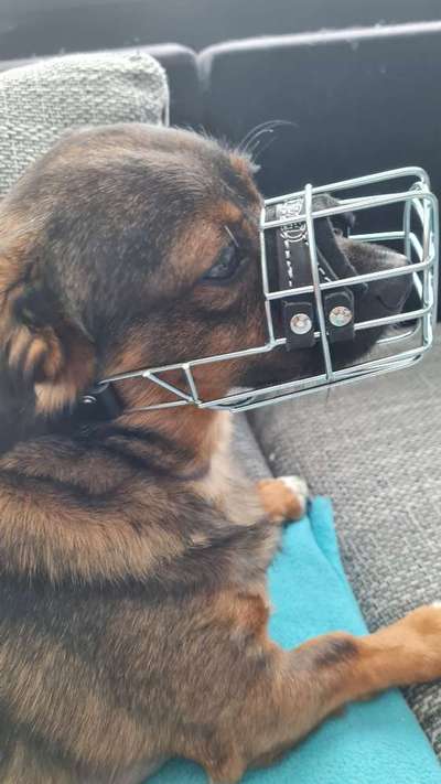 TierschutzhundeStammtisch🐕-Beitrag-Bild