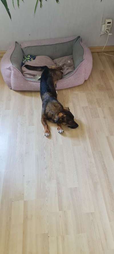 TierschutzhundeStammtisch🐕-Beitrag-Bild