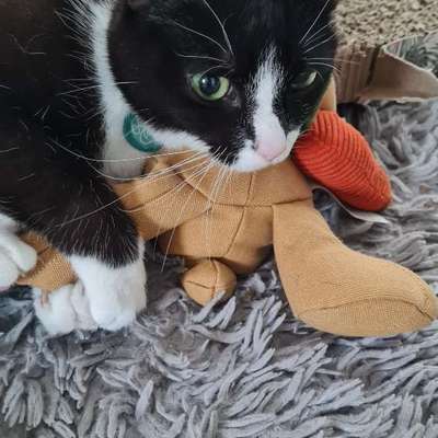 TierschutzhundeStammtisch🐕-Beitrag-Bild