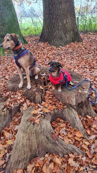 TierschutzhundeStammtisch🐕-Beitrag-Bild