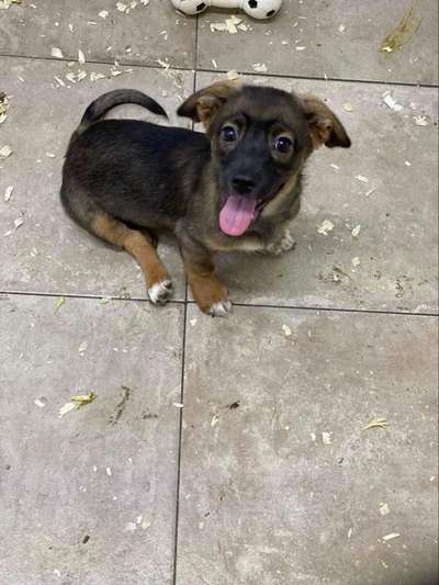 TierschutzhundeStammtisch🐕-Beitrag-Bild