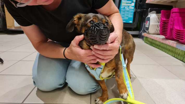 TierschutzhundeStammtisch🐕-Beitrag-Bild