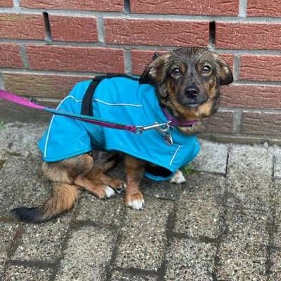 TierschutzhundeStammtisch🐕-Beitrag-Bild