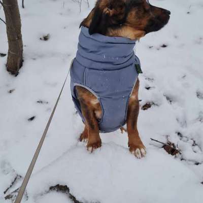 TierschutzhundeStammtisch🐕-Beitrag-Bild