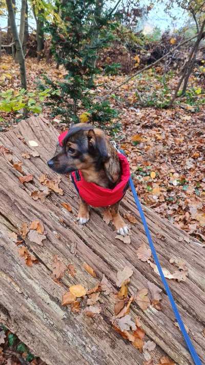 TierschutzhundeStammtisch🐕-Beitrag-Bild