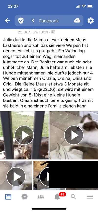 TierschutzhundeStammtisch🐕-Beitrag-Bild