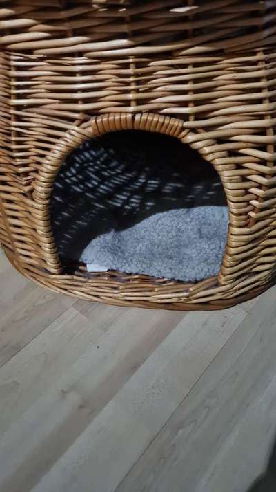 TierschutzhundeStammtisch🐕-Beitrag-Bild