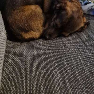 TierschutzhundeStammtisch🐕-Beitrag-Bild