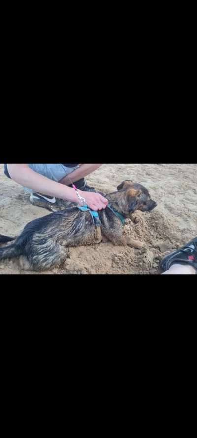 TierschutzhundeStammtisch🐕-Beitrag-Bild