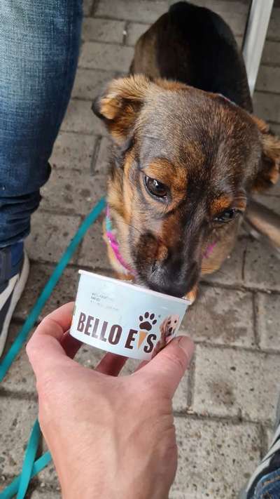 TierschutzhundeStammtisch🐕-Beitrag-Bild