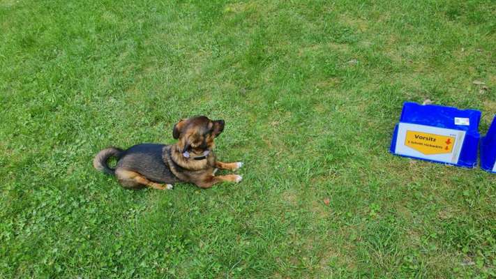 TierschutzhundeStammtisch🐕-Beitrag-Bild