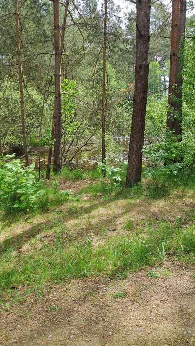 TierschutzhundeStammtisch🐕-Beitrag-Bild