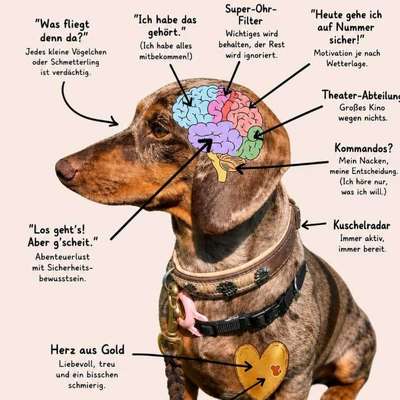 TierschutzhundeStammtisch🐕-Beitrag-Bild