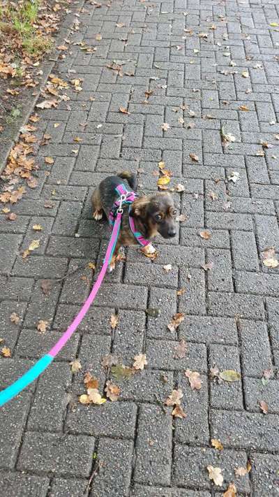 TierschutzhundeStammtisch🐕-Beitrag-Bild