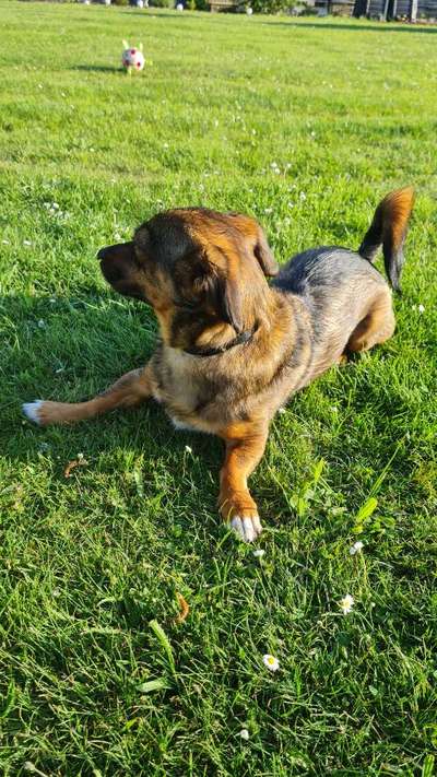 TierschutzhundeStammtisch🐕-Beitrag-Bild