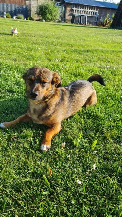 TierschutzhundeStammtisch🐕-Beitrag-Bild