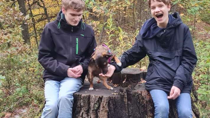 TierschutzhundeStammtisch🐕-Beitrag-Bild