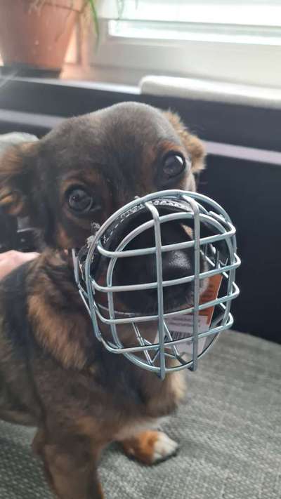 TierschutzhundeStammtisch🐕-Beitrag-Bild