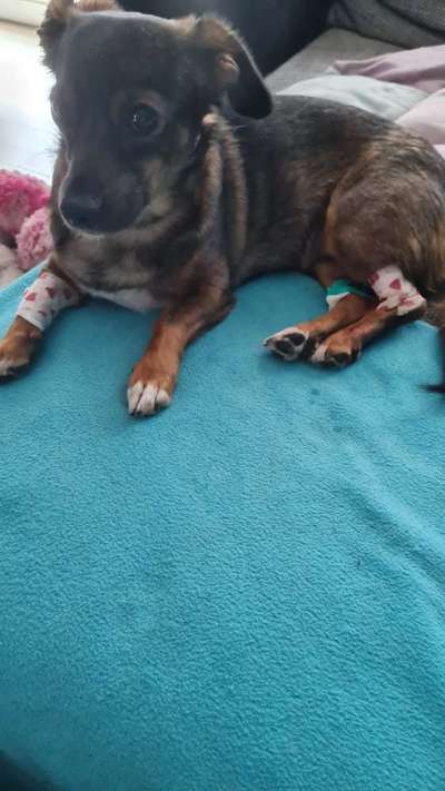 TierschutzhundeStammtisch🐕-Beitrag-Bild