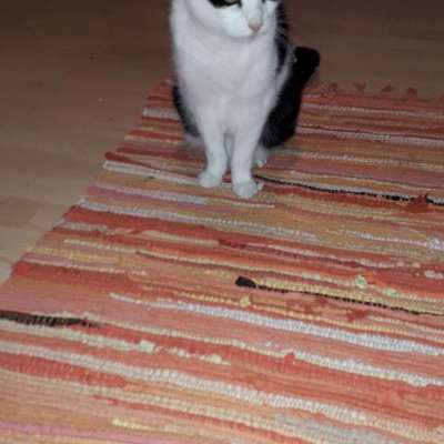 👉 Schläfern wir unsere Hunde zu schnell ein? 🤔-Beitrag-Bild