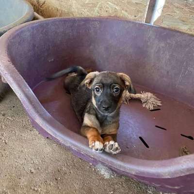 TierschutzhundeStammtisch🐕-Beitrag-Bild