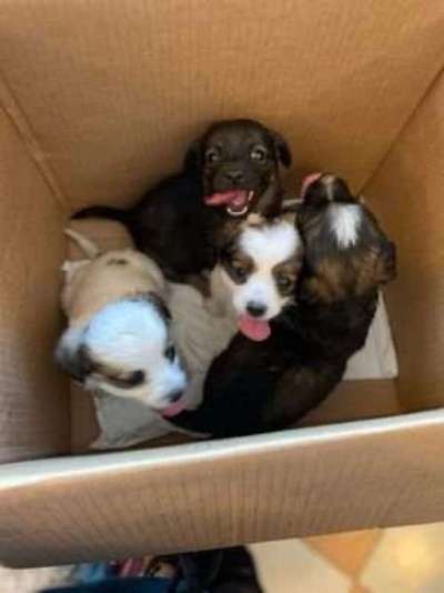 TierschutzhundeStammtisch🐕-Beitrag-Bild