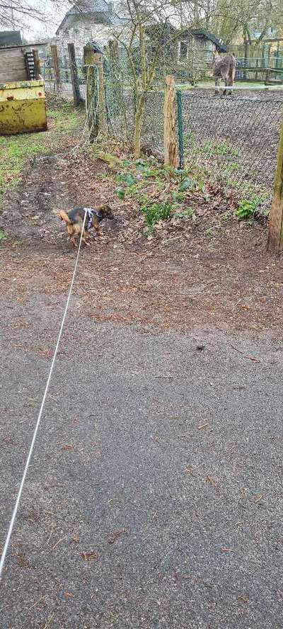 TierschutzhundeStammtisch🐕-Beitrag-Bild