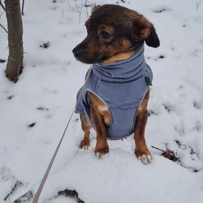TierschutzhundeStammtisch🐕-Beitrag-Bild