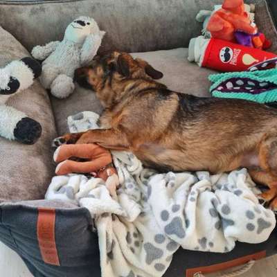 TierschutzhundeStammtisch🐕-Beitrag-Bild