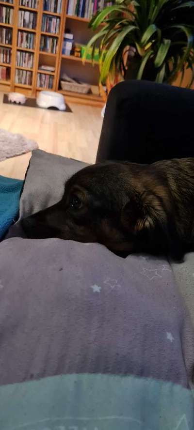 TierschutzhundeStammtisch🐕-Beitrag-Bild