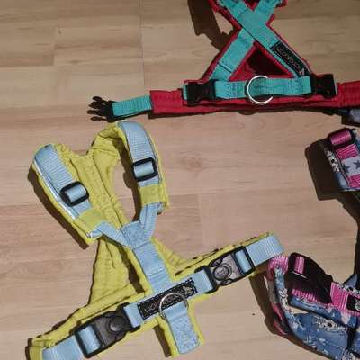 TierschutzhundeStammtisch🐕-Beitrag-Bild