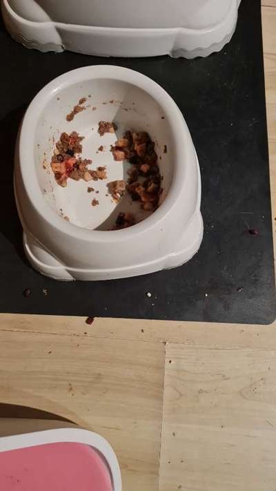 TierschutzhundeStammtisch🐕-Beitrag-Bild